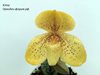 Paphiopedilum concolor x sib ('Wide Body' x 'Perfection') (Orchid Inn) 